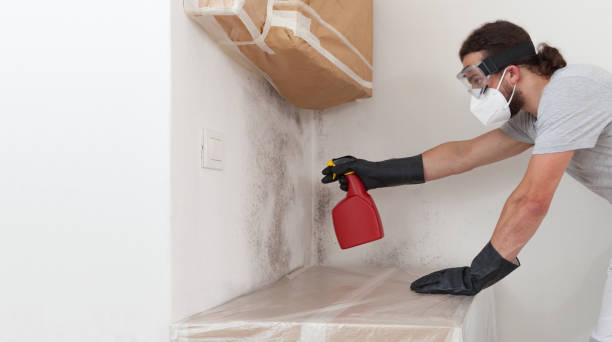 Professional Basement Mold Remediation technician working in Ingleside, MD